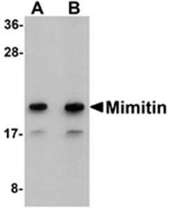 Mimitin Rabbit Polyclonal Antibody
