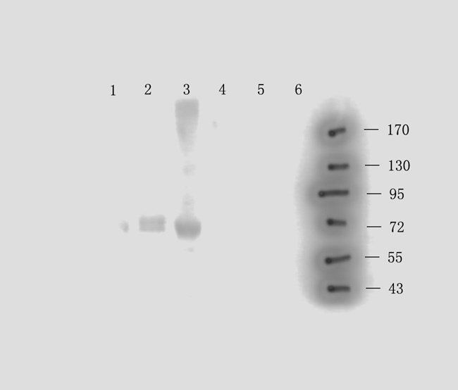 MKLP1 Rabbit Polyclonal Antibody