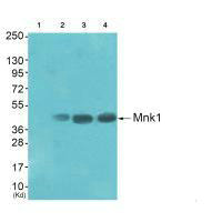 MKNK1 Antibody