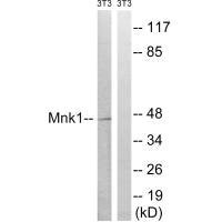 MKNK1 Antibody