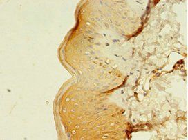 MLANA Antibody