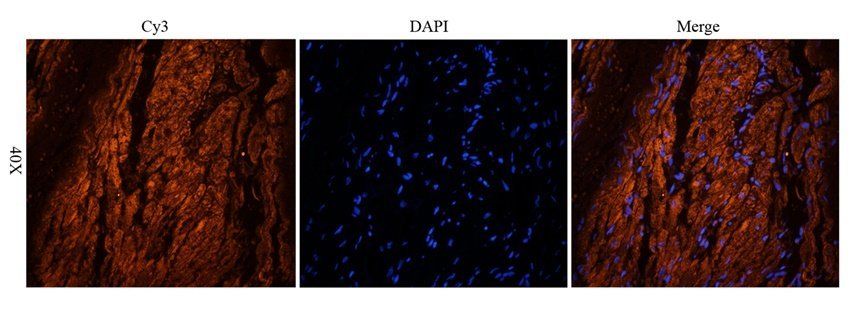 Mlkl Rabbit Polyclonal Antibody