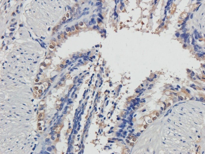 Mlkl Rabbit Polyclonal Antibody