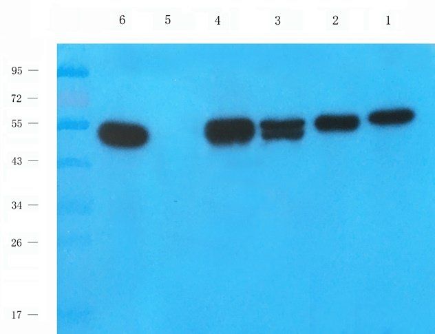 Mlkl Rabbit Polyclonal Antibody