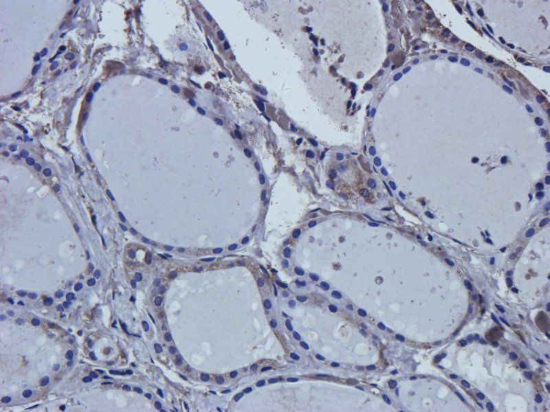 Mlkl Rabbit Polyclonal Antibody