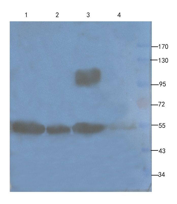 Mlkl Rabbit Polyclonal Antibody