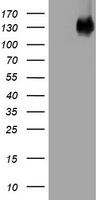 MLN64 Antibody
