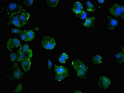 MLST8 Antibody