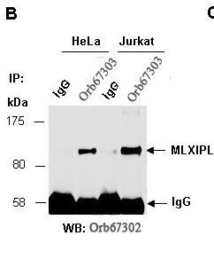 MLXIPL (C) Antibody, Rabbit Polyclonal