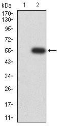 MOB1A Antibody