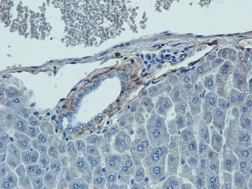 MOGAT1 Rabbit Polyclonal Antibody