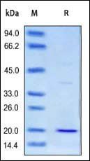 Cynomolgus CD3 epsilon Protein, His Tag