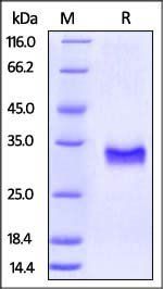 Rhesus macaque CD40 Protein, His Tag