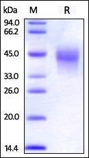 Cynomolgus / Rhesus macaque OX40 Protein, His Tag