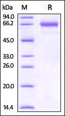 Cynomolgus / Rhesus macaque OX40 Protein, Fc Tag