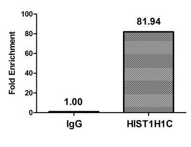 H1F0 Antibody