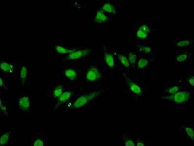 HIST1H3A Antibody