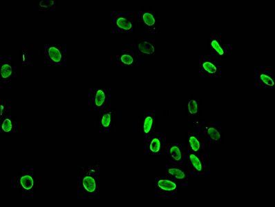 HIST1H3A Antibody