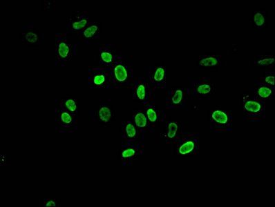 HIST1H3A Antibody