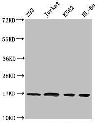 HIST1H3A Antibody