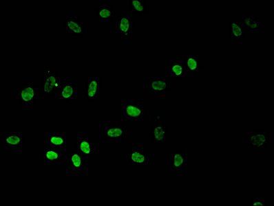 HIST1H3A Antibody