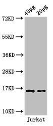 HIST1H3A Antibody