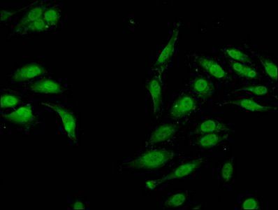 HIST1H3A Antibody