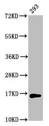 HIST1H3A Antibody