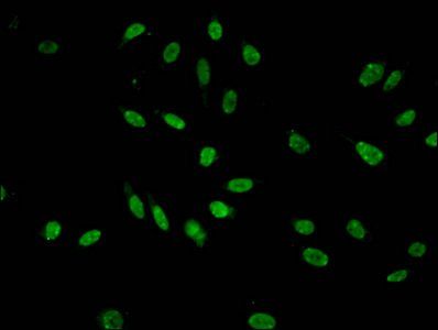 HIST1H3A Antibody