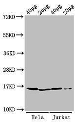 HIST1H3A Antibody