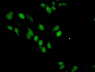 HIST1H3A Antibody