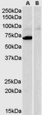 Goat anti-Monoamine Oxidase A Antibody