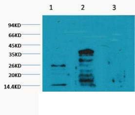 Mono-Methyl-Histone H3(K79) Antibody