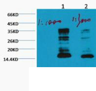Mono-Methyl-Histone H3(K79) Antibody