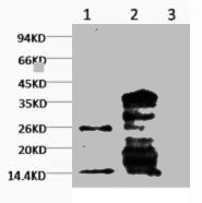 Mono-Methyl-Histone H3(K79) Antibody
