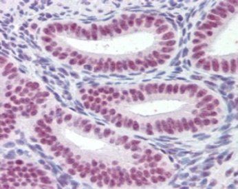 MRG15/MORF4L1 Antibody