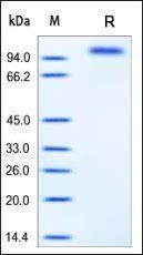 Mouse EGF R Protein, His Tag