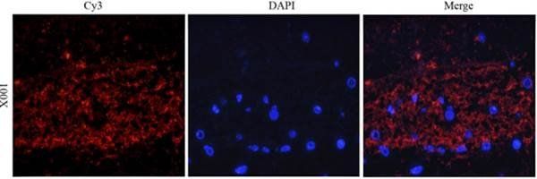 CD133 Rabbit Polyclonal Antibody