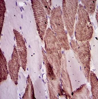 mouse Lplunc1 Antibody