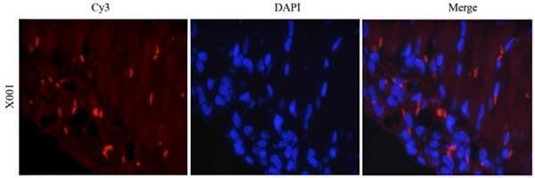 CD163 Rabbit Polyclonal Antibody