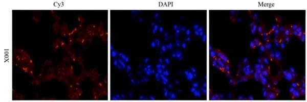CD133 Rabbit Polyclonal Antibody