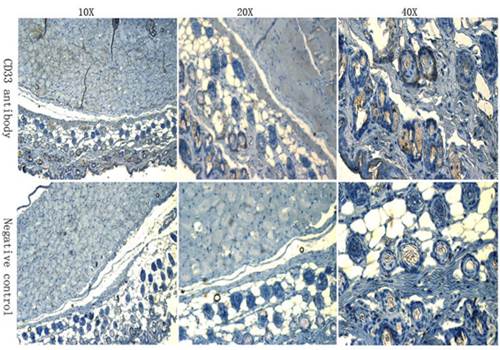 CD133 Rabbit Polyclonal Antibody