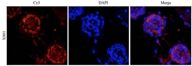 CD133 Rabbit Polyclonal Antibody