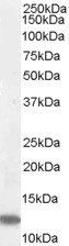 MPS1/RPS27 Antibody