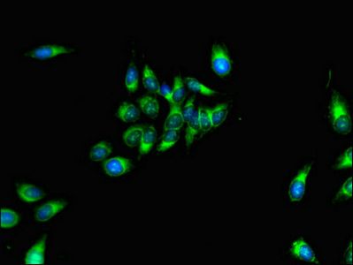 MPZL1 Antibody