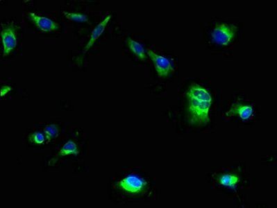 MRAP2 Antibody