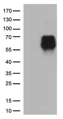 MRC2 Antibody