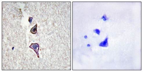 MRC2 Antibody