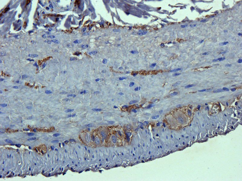 MRP2 Rabbit Polyclonal Antibody