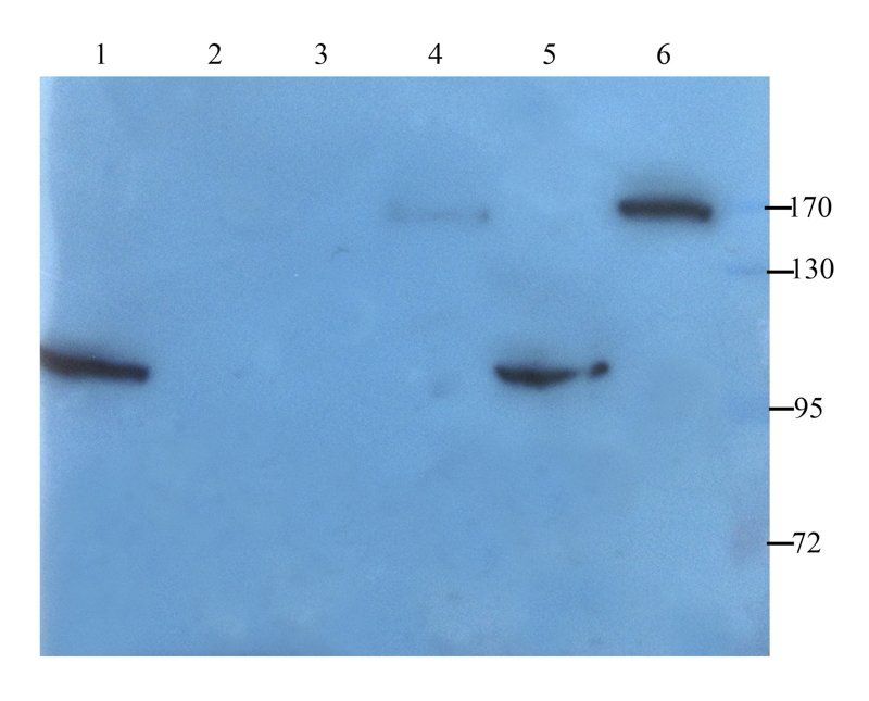 MRP2 Rabbit Polyclonal Antibody